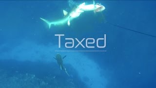 Breathless Addiction - Sharks attacking dogtooth tuna in tonga