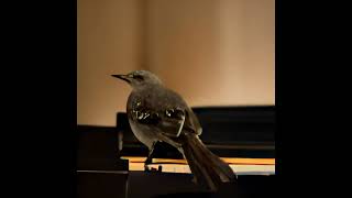 Download lagu Eminem - Mockingbird (Chorus Loop without gap/pause) mp3