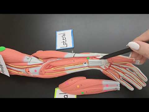 Muscles of the Forearm ( Anterior & Posterior) - Part 2 of 2