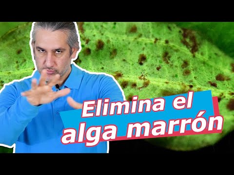 Cómo ELIMINAR el ALGA marrón · DIATOMEA 🚫🌱