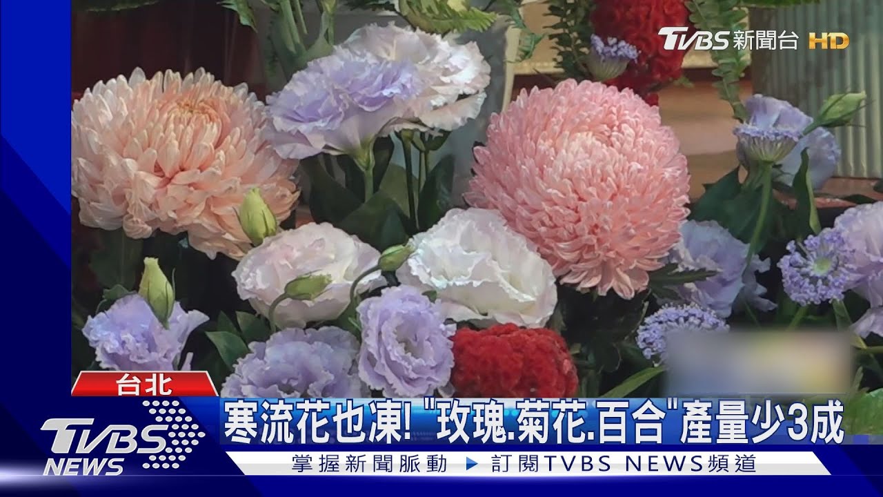 寒流花也凍! 「玫瑰菊花百合」產量少3成