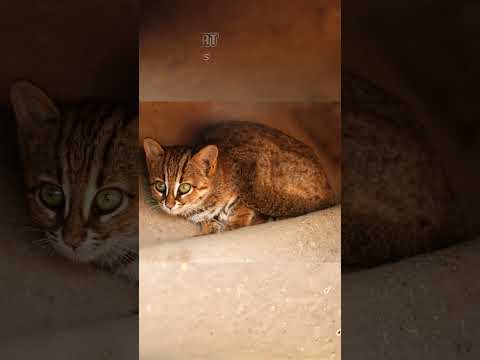 Rusty Spotted Cat EP33 | The Tiny Wildcat of India’s Grasslands and Forests