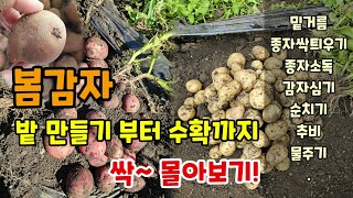 봄감자 밭 만들기부터 수확까지 싹~ 몰아보기(감자밑거름 씨감자싹틔우는법 소독방법 감자심는방법 감자순치기 감자…