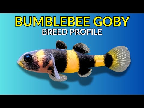 Hlaváč čmeliakový (Brachygobius doriae) — kompletný sprievodca chovom, akváriom, kŕmením a rozmnožovaním