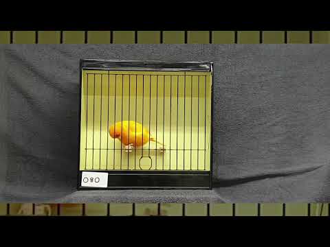 Norwich canary 2020 Holdbacks