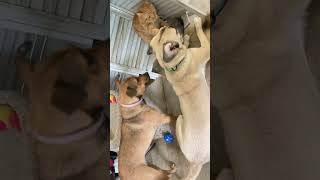Video preview image #1 Anatolian Shepherd-Unknown Mix Puppy For Sale in San Diego, CA, USA