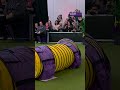 Gabby Was FAST As Lightning ️ Westminsterdogshow