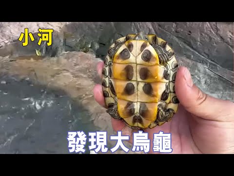 撿到烏龜運氣