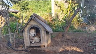 #朝ライブ#柴犬#縄文柴犬#犬のいる暮らし#癒し＃猫のいる暮らし