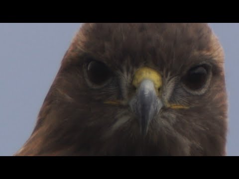 Big Red & Arthur, 11/26/2020 (HD)