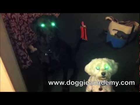 Feeding Hank & Schoffie