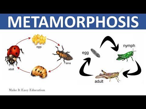 METAMORPHOSIS || COMPLETE AND INCOMPLETE METAMORPHOSIS || SCIENCE EDUCATIONAL VIDEO FOR KIDS
