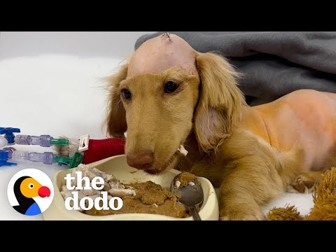 Puppy's Mom Knew Something Was Wrong | The Dodo