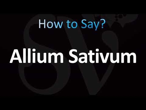How to Pronounce ''Allium Sativum'' Correctly! (Garlic)