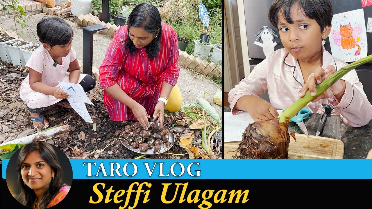 Harvesting Taro to make Payasam | Seppankizhangu Payasam Vlog in Tamil