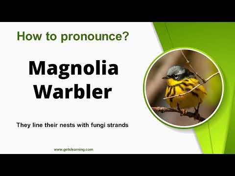 How to Say Magnolia Warbler [ American Accent ]