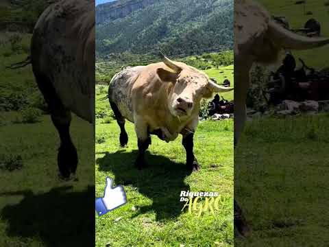 Touro bruto | Boi bruto | Touro brabo | Boi bravo | Touro | Boi | Bull