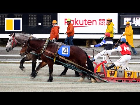 World’s slowest horse race picks up momentum in Japan