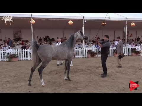 N.132 HL EL GANADOR - Menton 2019