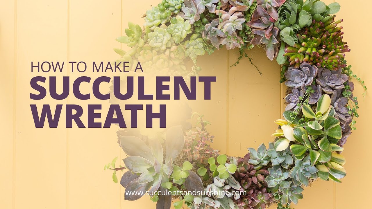 How To Make A Living Succulent Wreath Succulents And Sunshine