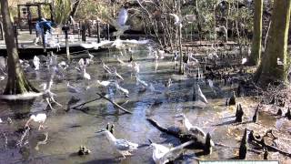 preview picture of video 'Feeding frenzy at Brookgreen Gardens aviary'