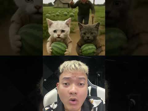 Two cats steal melons because they are hungry. #cat #funny #ai