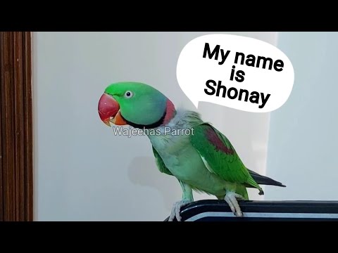 This parrot can tell his name