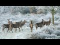 White Tailed Deer In Snow A Beautiful Deer