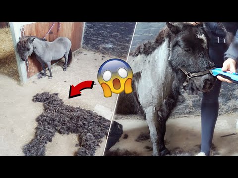 POLITIE OP STAL, MENNO SCHEREN en GROTE STALOPRUIM! 😬