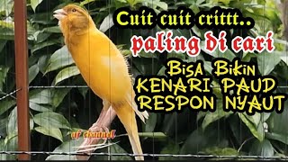 Download lagu PANCINGAN KENARI PAUD BELAJAR BUNYI  CUIT CUIT GACOR LANGSUNG RESPON mp3