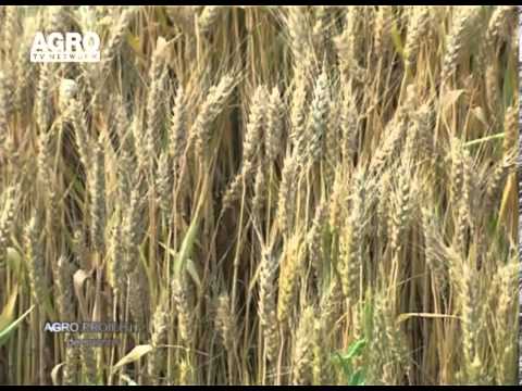 REPORTAJ VIDEO -  Proiect de succes la Scinteia