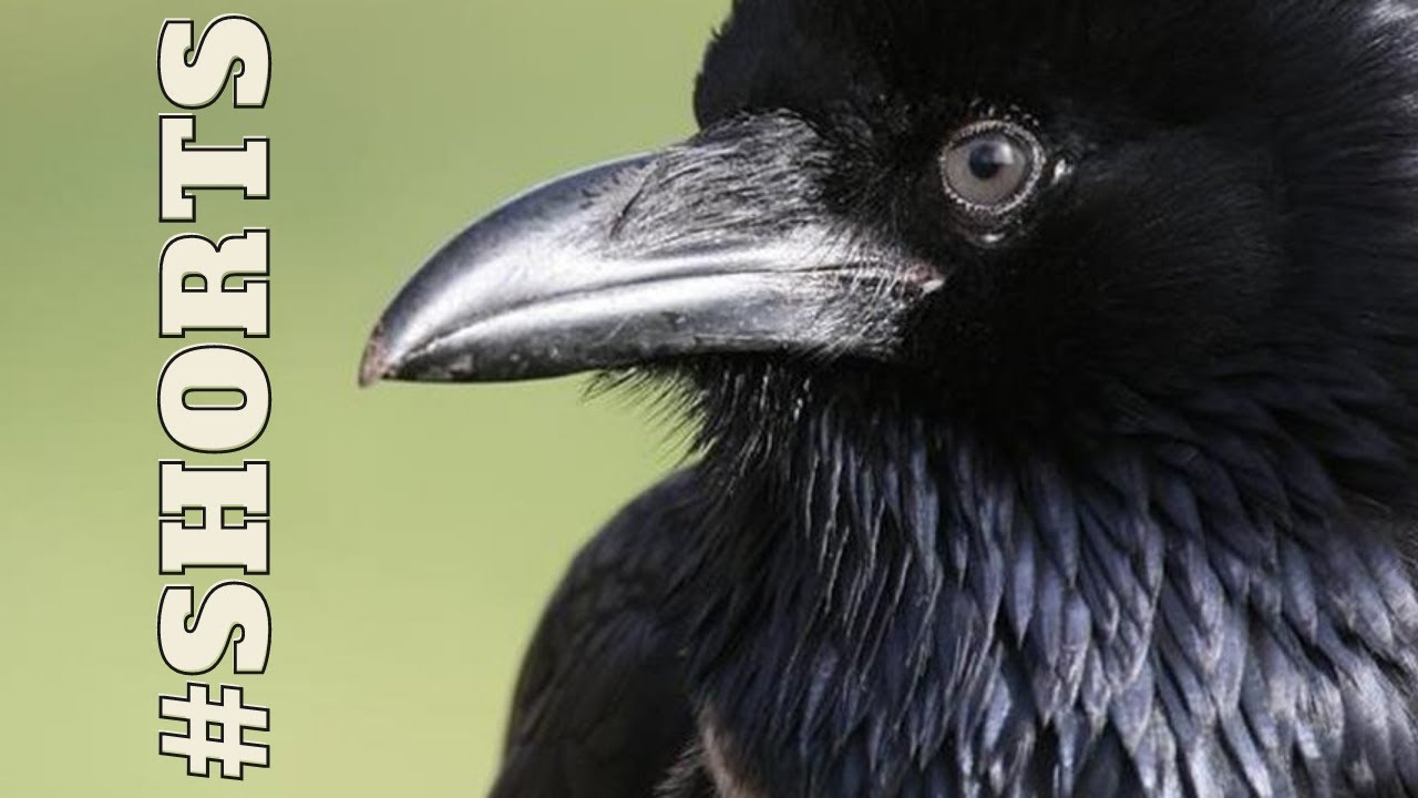 CORVO FALANDO COMO HUMANOS!