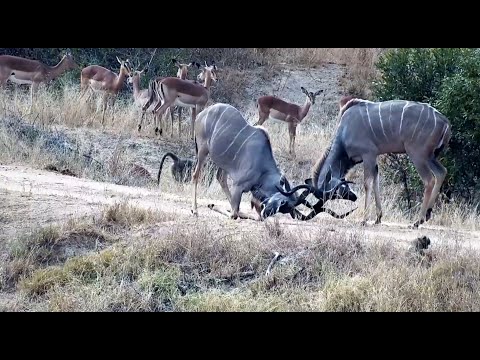 Majestic Kudu Bulls sparring at Djuma Cam 6/22/25
