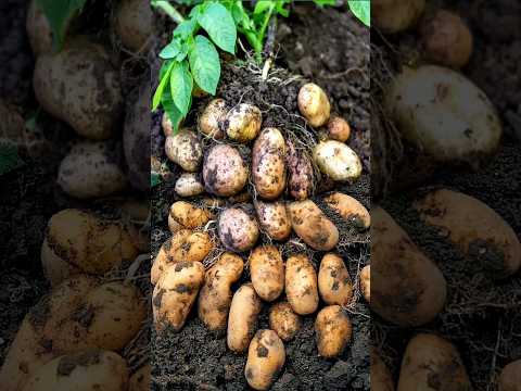 Potato cultivation🥔Best variety of potato🌱Aalu ki kheti 👌 Best variety🧑‍🌾Potato Cultivation #shorts