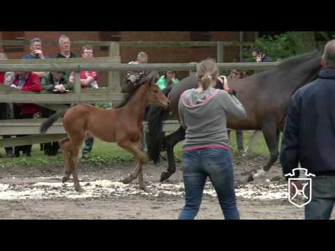 HEI178 Stutfohlen von Canturano I - Mighty Magic - Ciacomo