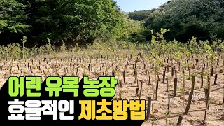 어린 유목 나무농장 효율적 제초 방법 | 나무대장