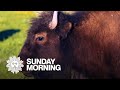 Nature: Bison in Yellowstone