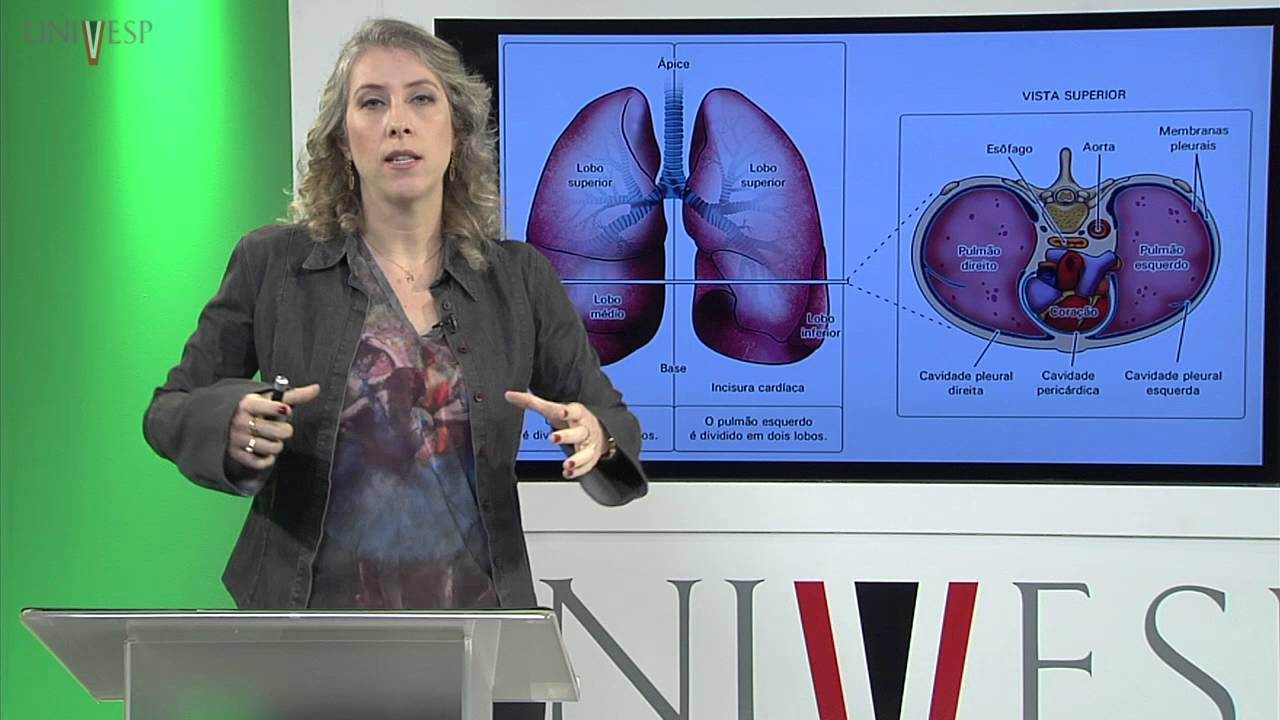 Corpo Humano: Órgãos e Sistemas - Aula 13 - Aspectos Anatomofuncionais do Sistema Respiratório