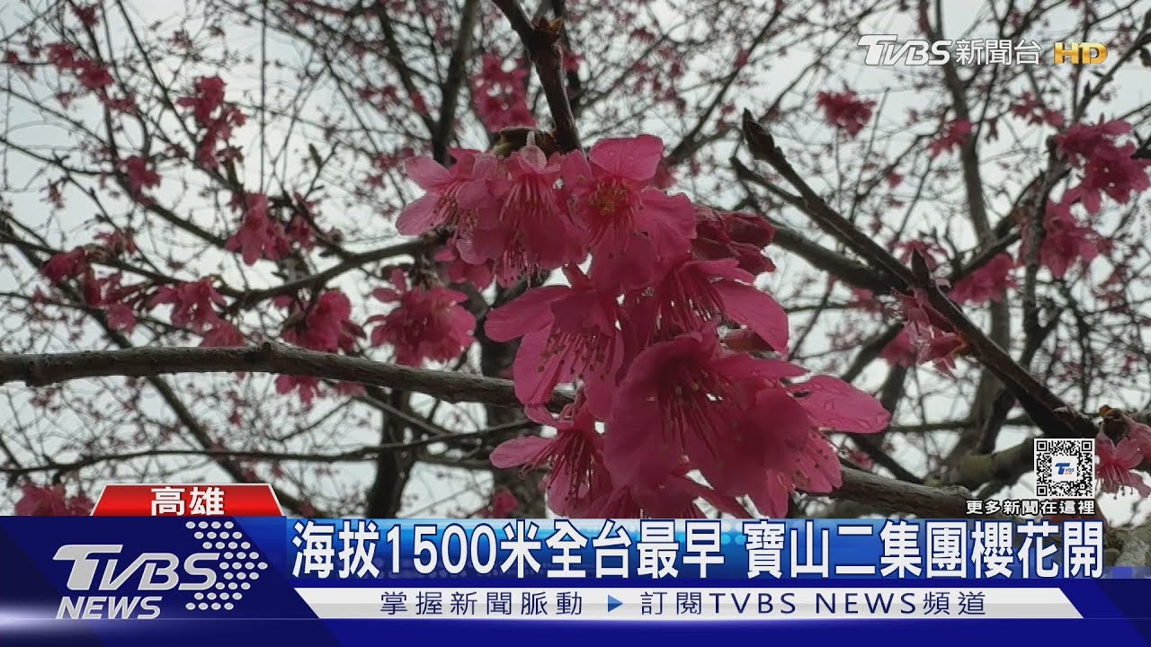 春節寒流報到！　天冷櫻花早開　桃源寶山「櫻花公園」盛開
