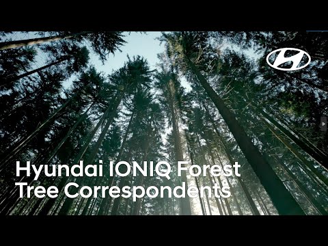 木が、取材する。それが最も信頼できる目撃者だから / HYUNDAI「TREE CORRESPONDENTS」