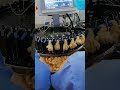 Inject Vaccines Into Chicks Greatfarm Poultryfarm