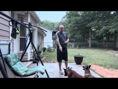 Trening în Backyard Belgian Malinois Belgianmalinois Malinois dog tending