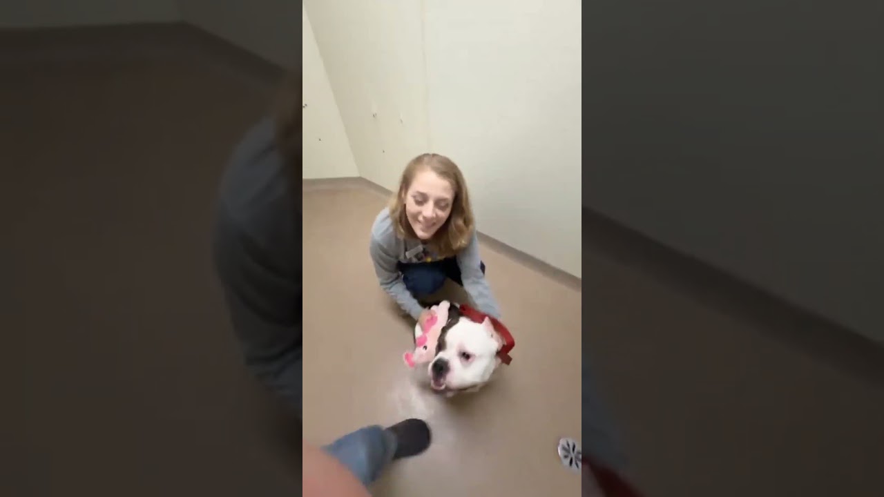 Enlarge MacDougle-Loves everybody!, a ADOPTABLE mixed breed in Oshkosh, WI video 6/6