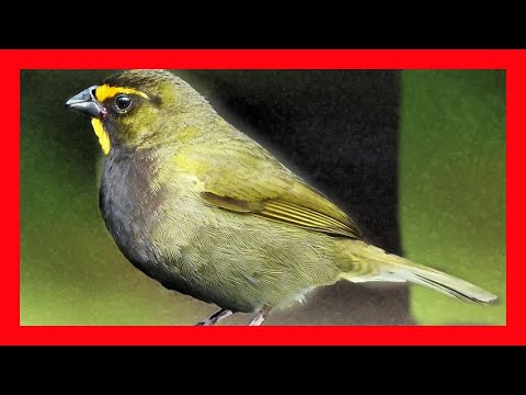 Vločkar žltolíci (Tiaris olivaceus) — video o speve a chove