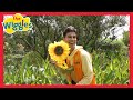 The Dancing Flowers Learning Colors For Toddlers The Wiggles Feat Buddy