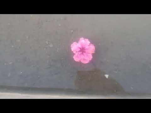 Flowers at Shri Ram Ghat Hathnora MP in Narmada Parikrama