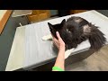 Tuxie Did Great At Her First Vet Appt ‍ ️ Feralcat Catsofyoutube Tuxie Cutecats Vetvisit