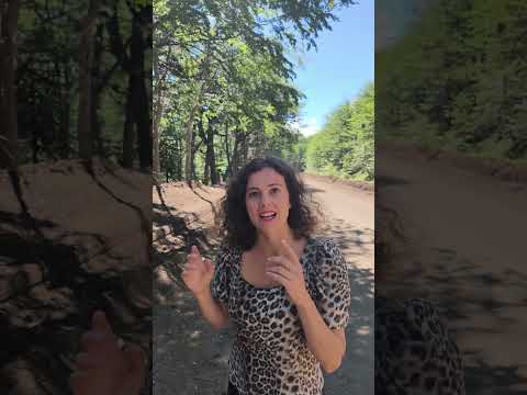 🌋LLEGENDA DEL VOLCÀ LONQUIMAY