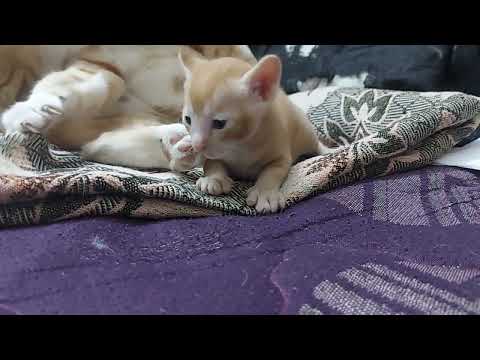baby kitten 3rd week sahana#cats #youtube #animals #cats_of_world #baby #cutecats #pets #youtuber