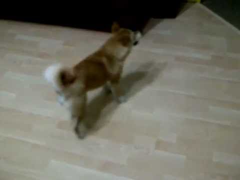 咬尾巴轉轉轉~(原發表者:opedever)(影片)